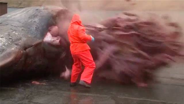 A 40-ton sperm whale explodes on an animal control employee at Bayport.